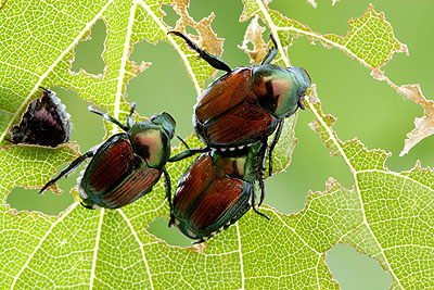 Popillia japonica - The Japanese Beetle
