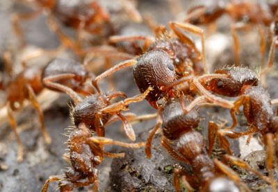spe1 10 Fakta Menakjubkan Mengenai Semut