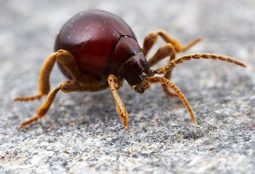 Gibbium sp. Spider Beetle, Arizona