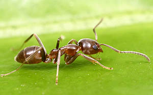 Linepithema humile, the Argentine Ant