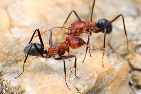 Iridomyrmex reburrus, a northern meat ant from Queensland