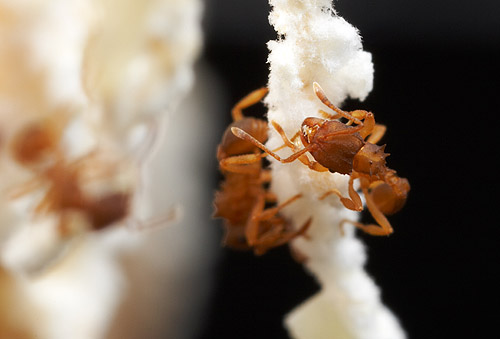 Mycocepurus smithii: an ant without males?