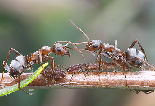 Formica aerata- the grey field ant- California