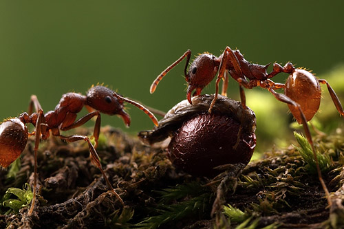 Aphaenogaster workers tasting the elaiosome of a bloodroot seed. Illinois.