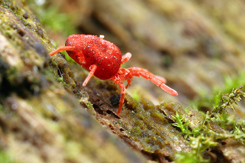A velvet mite forages over a rotting log in Urbana, Illinois.