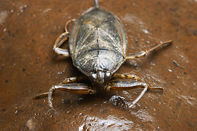 Lethocerus sp., California