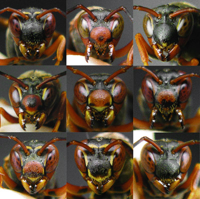 A sampling of face patterns in Polistes fuscatus paper wasps