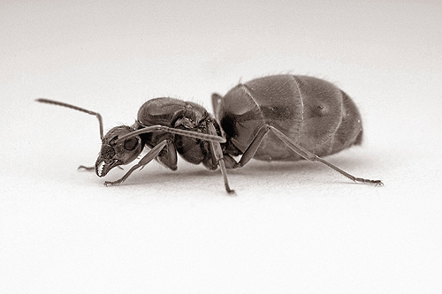 B/W Ant Queen