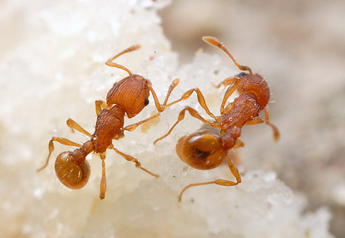 Image result for the uniqueness of little fire ant